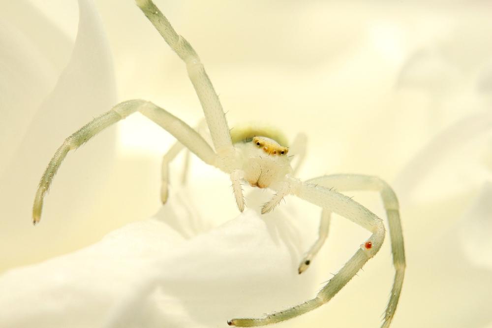 Dreams of White Spiders - Meaning and Interpretation