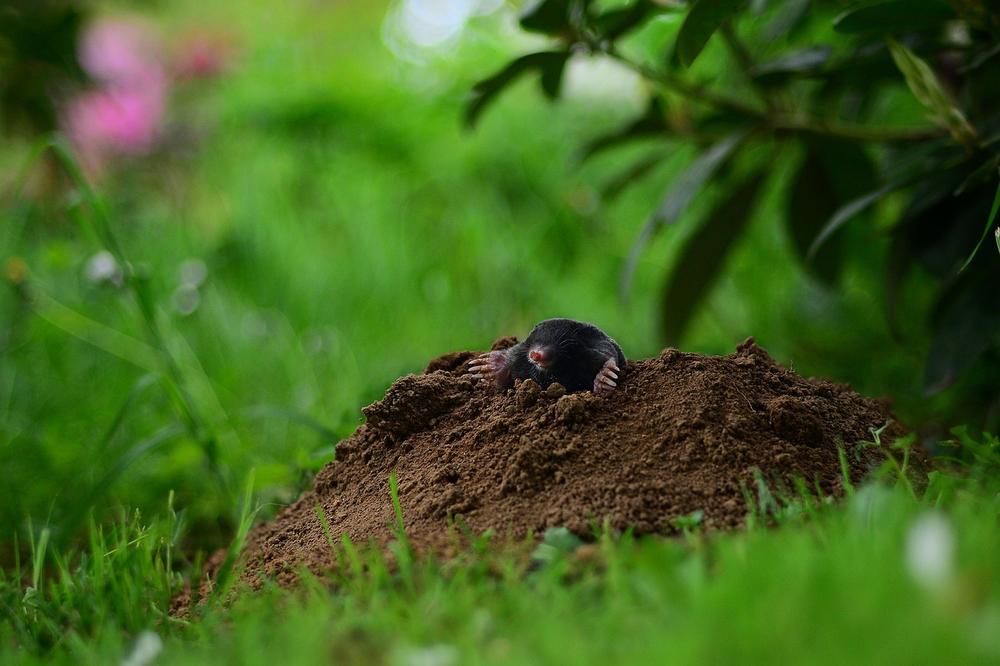 Symbolic Interpretation of Moles Biting You in a Dream