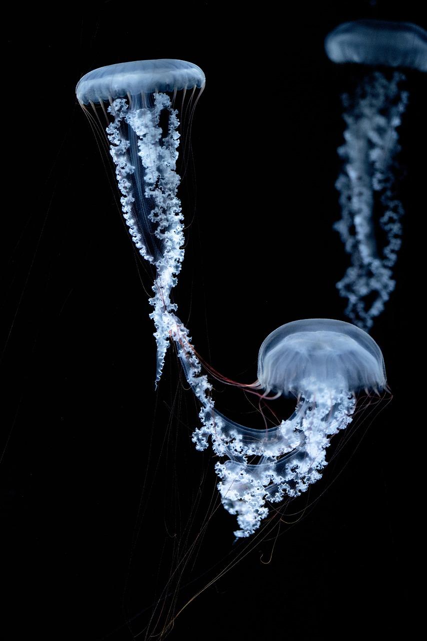 The Hidden Message Behind Jellyfish Dreams