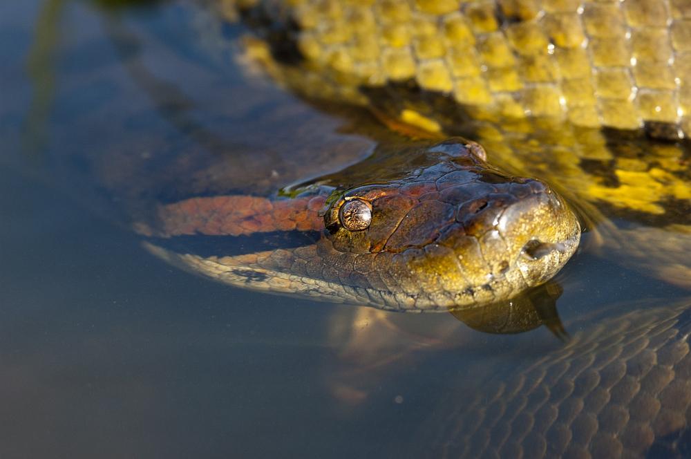Anaconda as a Spiritual Messenger