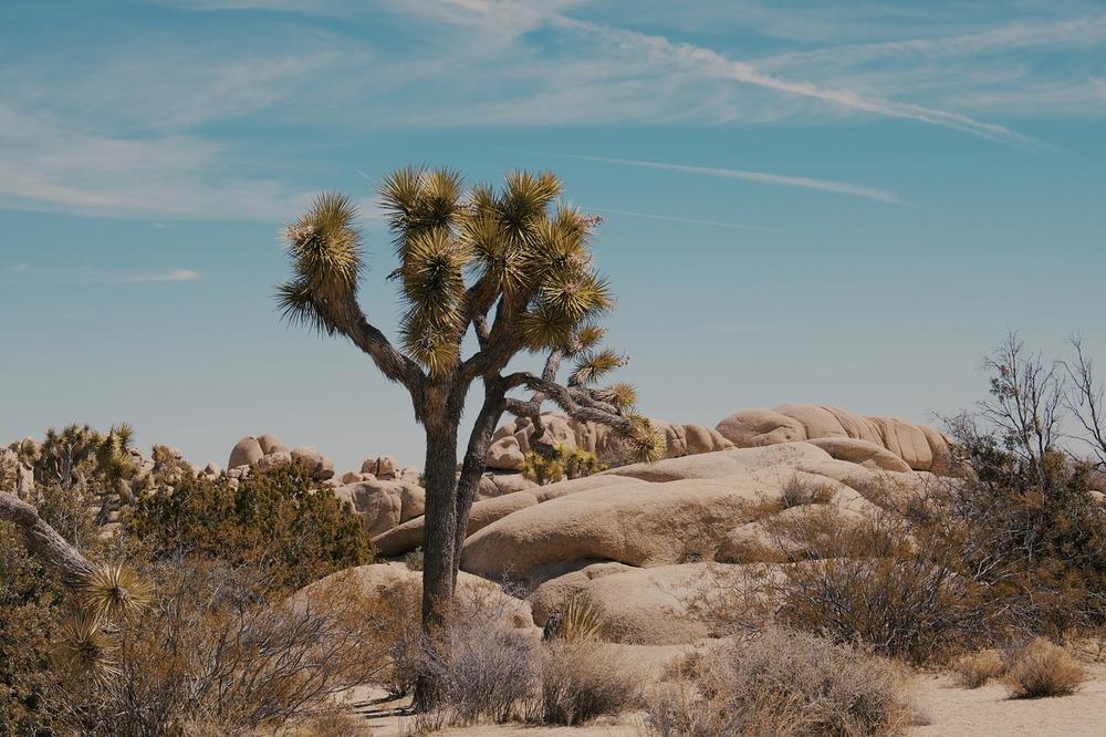 Decoding the Deeper Meanings of Joshua Trees in Dream Analysis