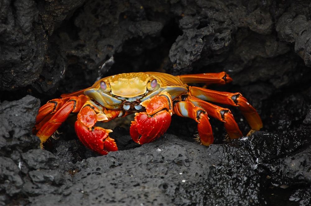 The Profound Symbolism of Crab Dreams