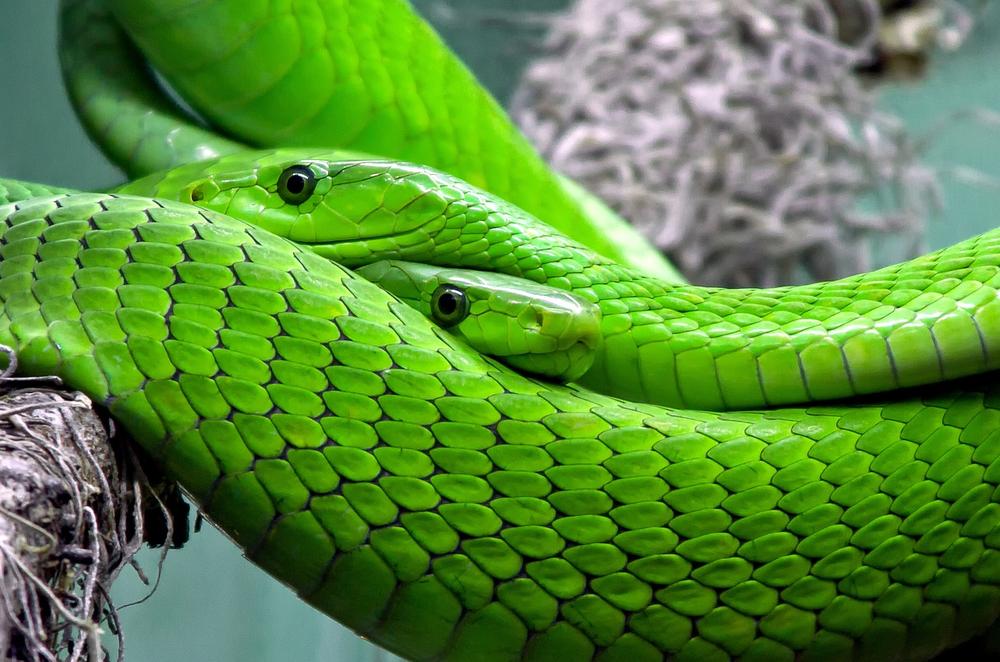 8 Common Dreams About Snakes and Their Meanings