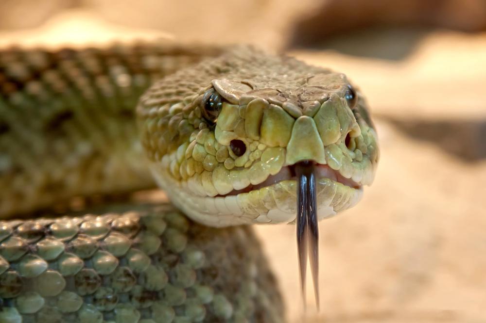 Examining the Actions and Behavior of the Venomous Snake in the Dream