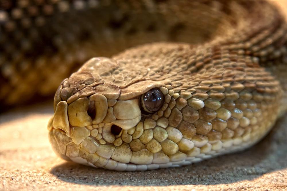 Understanding the Symbolism of a Venomous Snake in Your Dream
