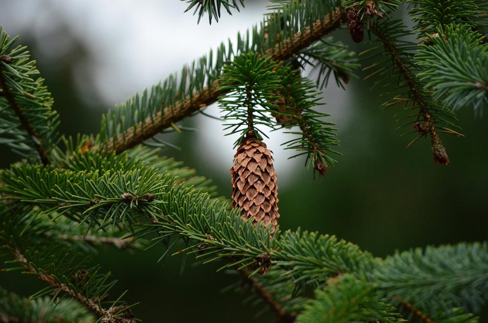 The Symbolic Power of Pine Cones in Dream Interpretation