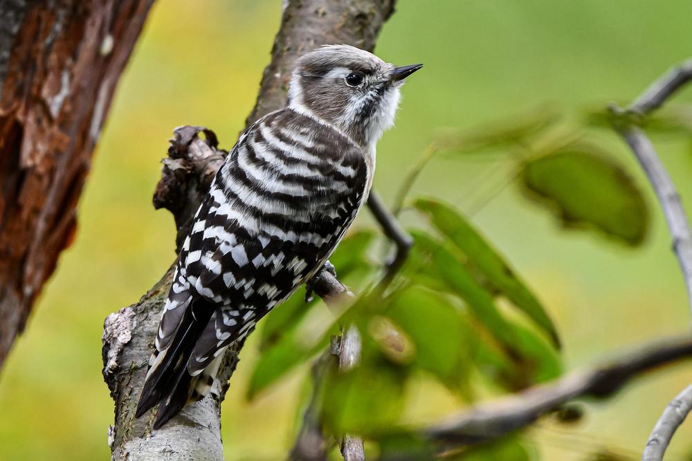 Woodpecker Spirit Animal Meaning and Symbolism