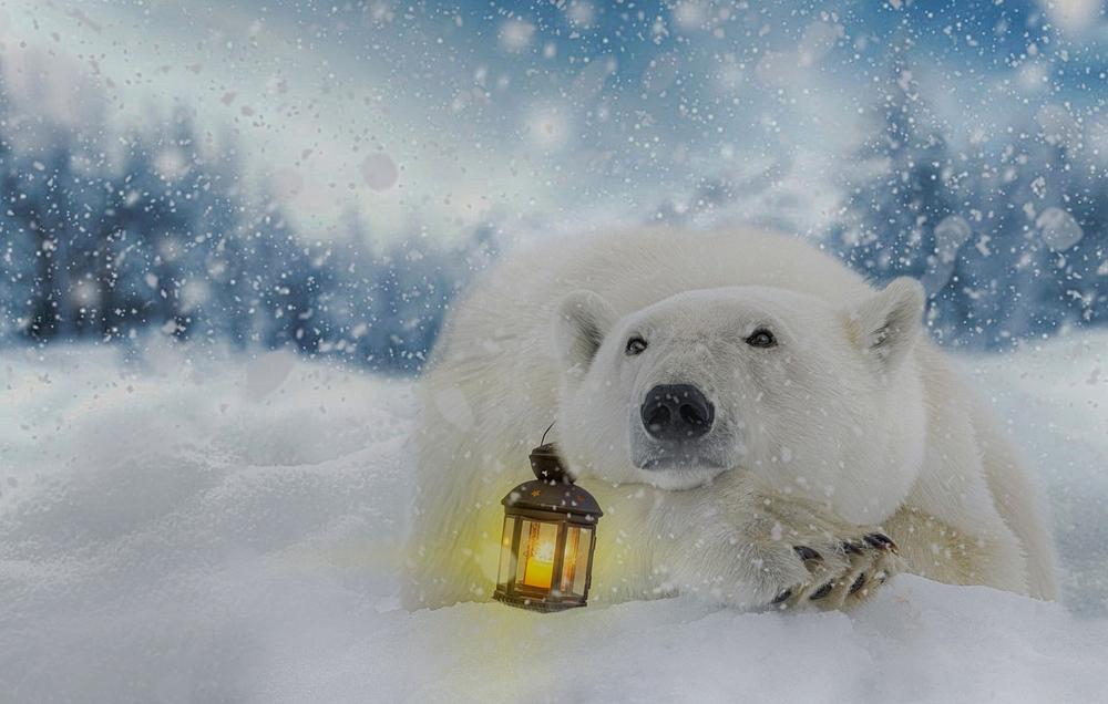 Dreaming of a Friendly Polar Bear: What It Means