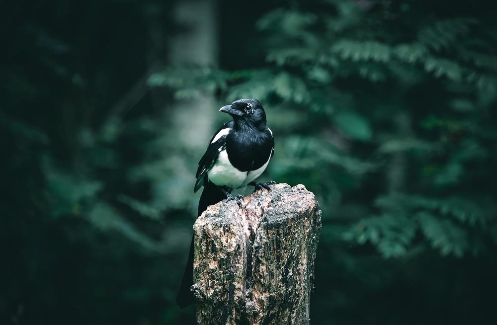 Understanding the Symbolism of Dreaming About Magpies