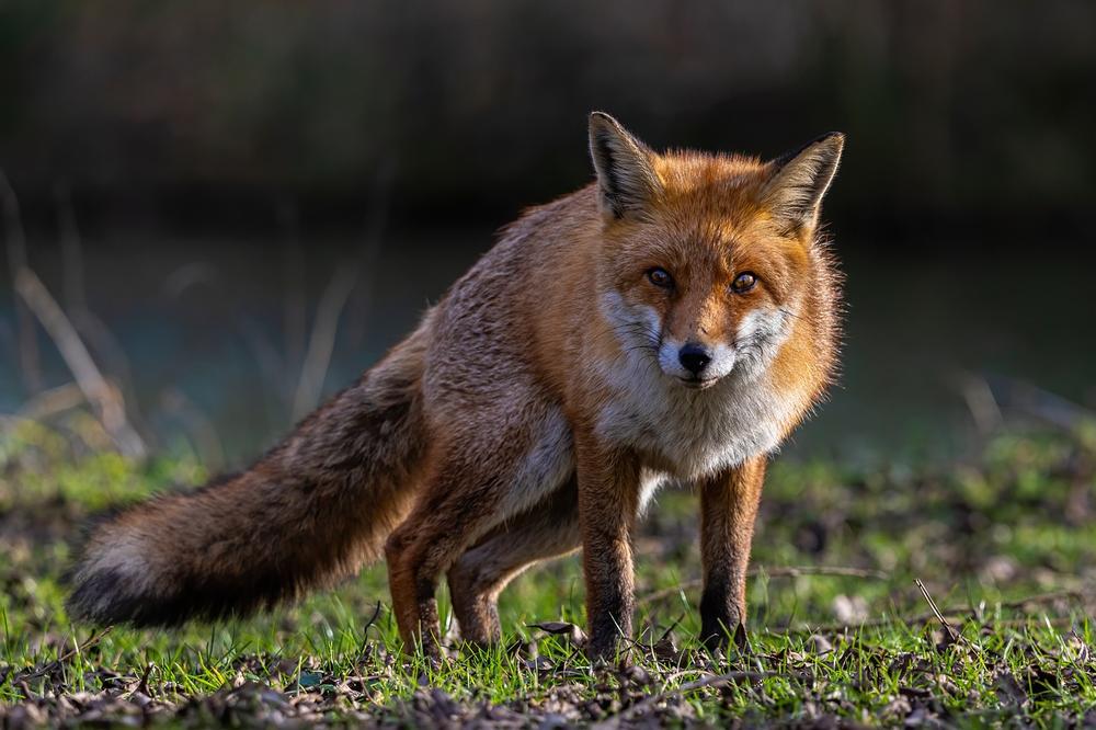 Interpreting Foxes as Symbols of Cleverness and Cunning