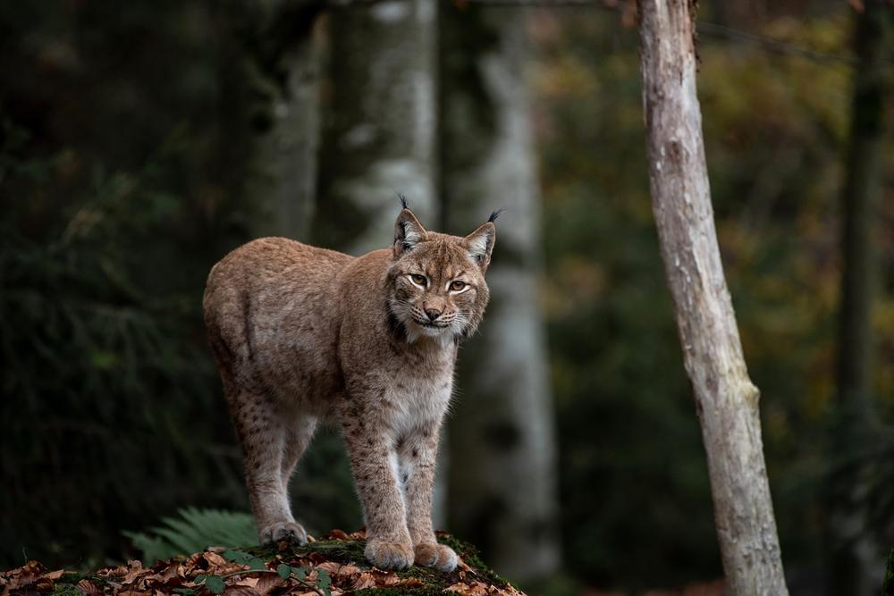 Unveiling the Fascinating Symbolism Behind Lynx Dreams
