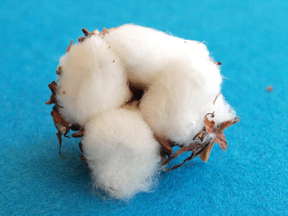 Diverse Symbolisms of Cotton Dreams
