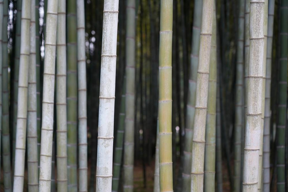 Dream About Using a Bamboo Cane for Support or Navigation