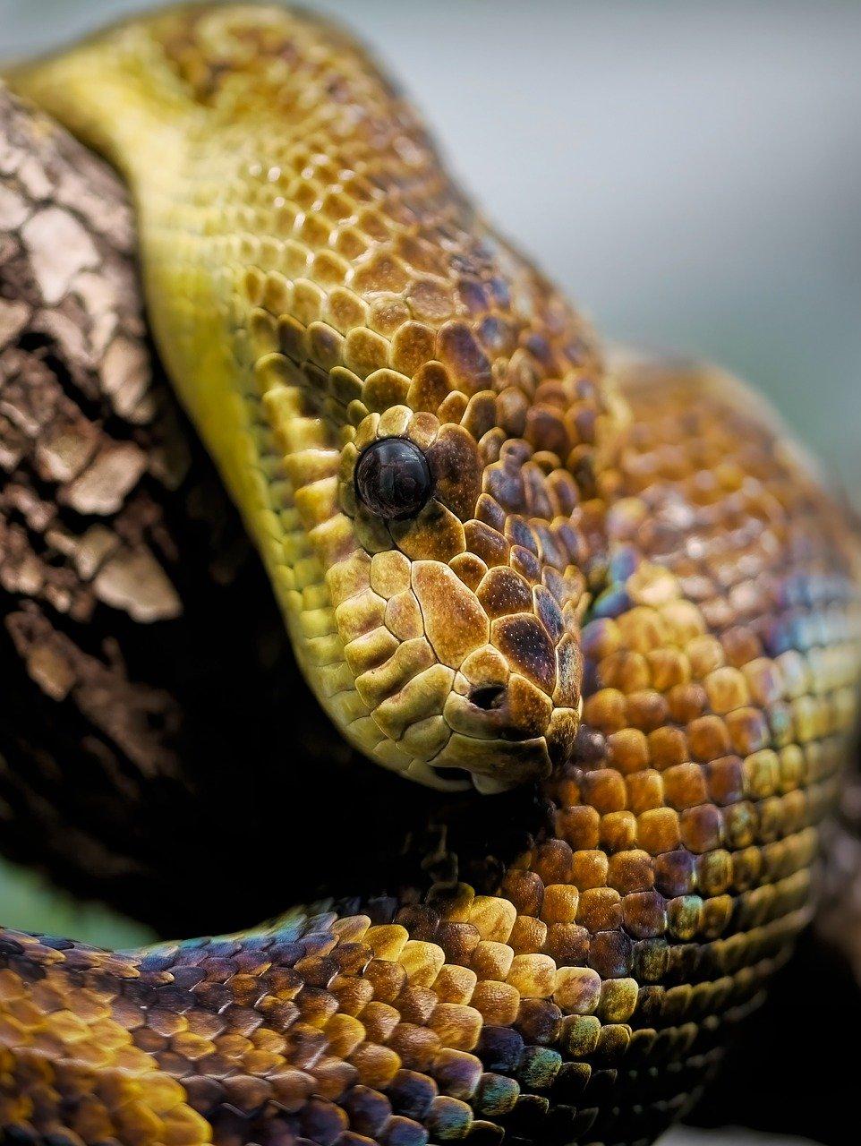 What a Dream About Snakes Might Mean for You