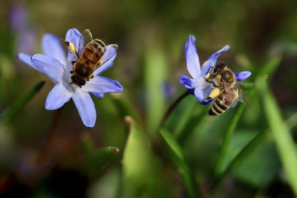 The Symbolic Meaning of Bees