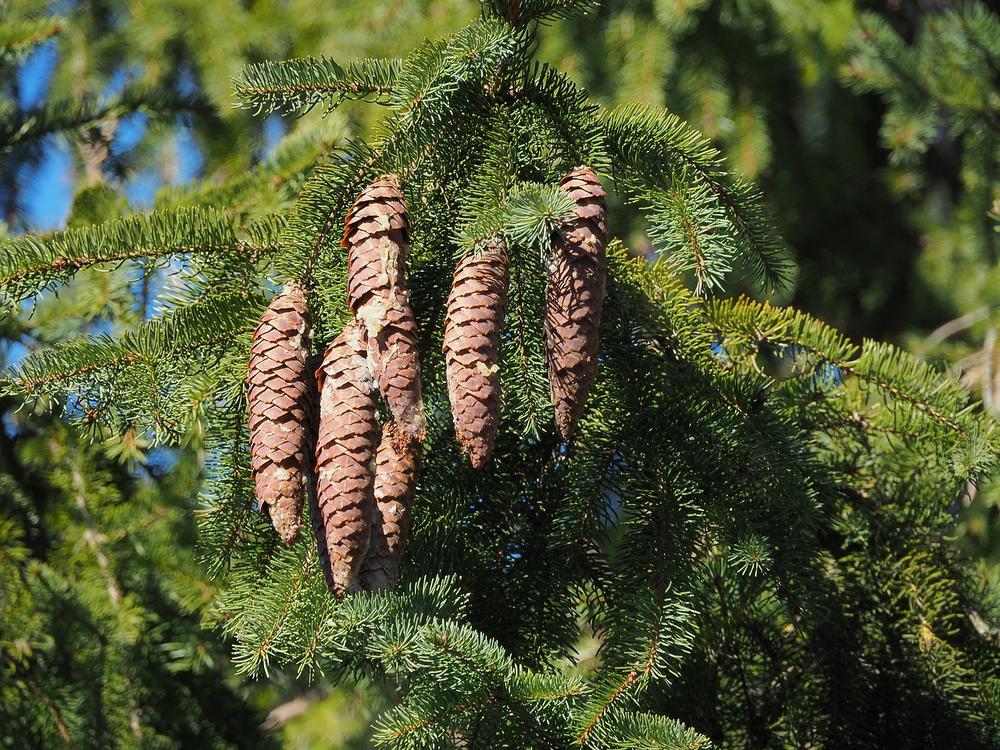Symbolic Significance of Pine Trees and Their Dream Interpretation