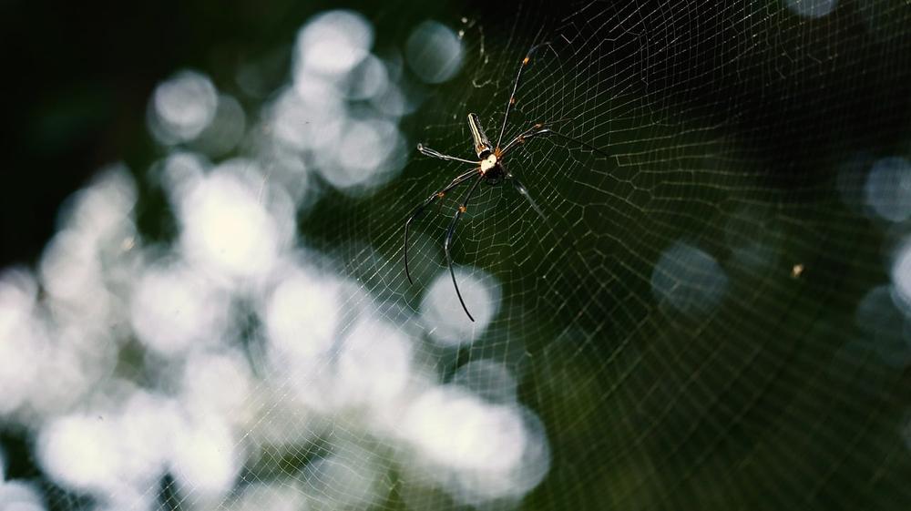 Understanding the Meaning of Spider Dreams