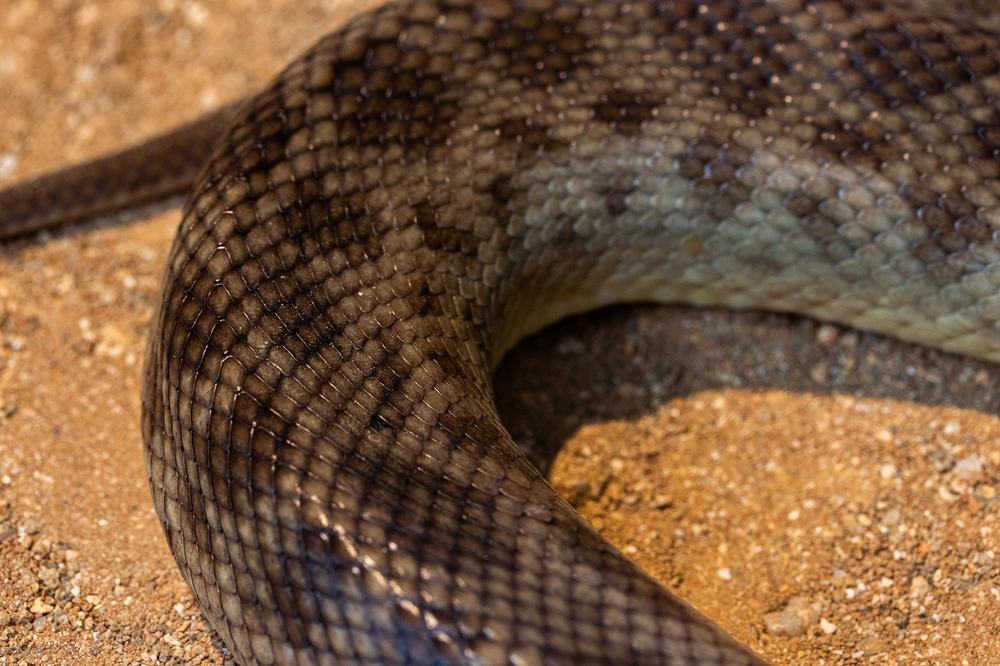 Decoding the Hidden Messages in Dreams of Brown Snakes