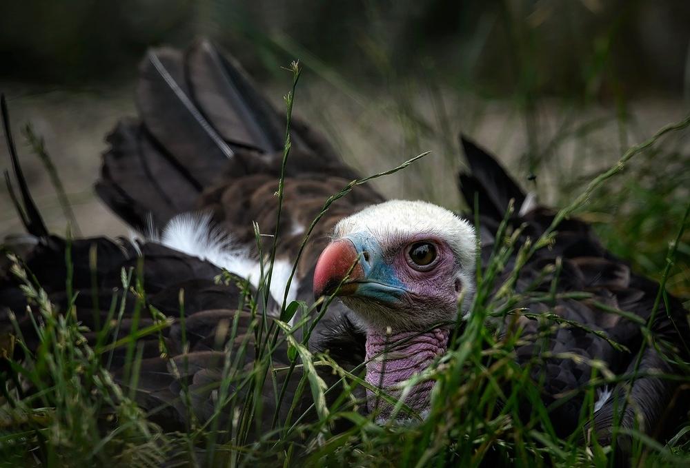 Dreaming About a Vulture - What Does It Mean? - AZ Dream Meaning