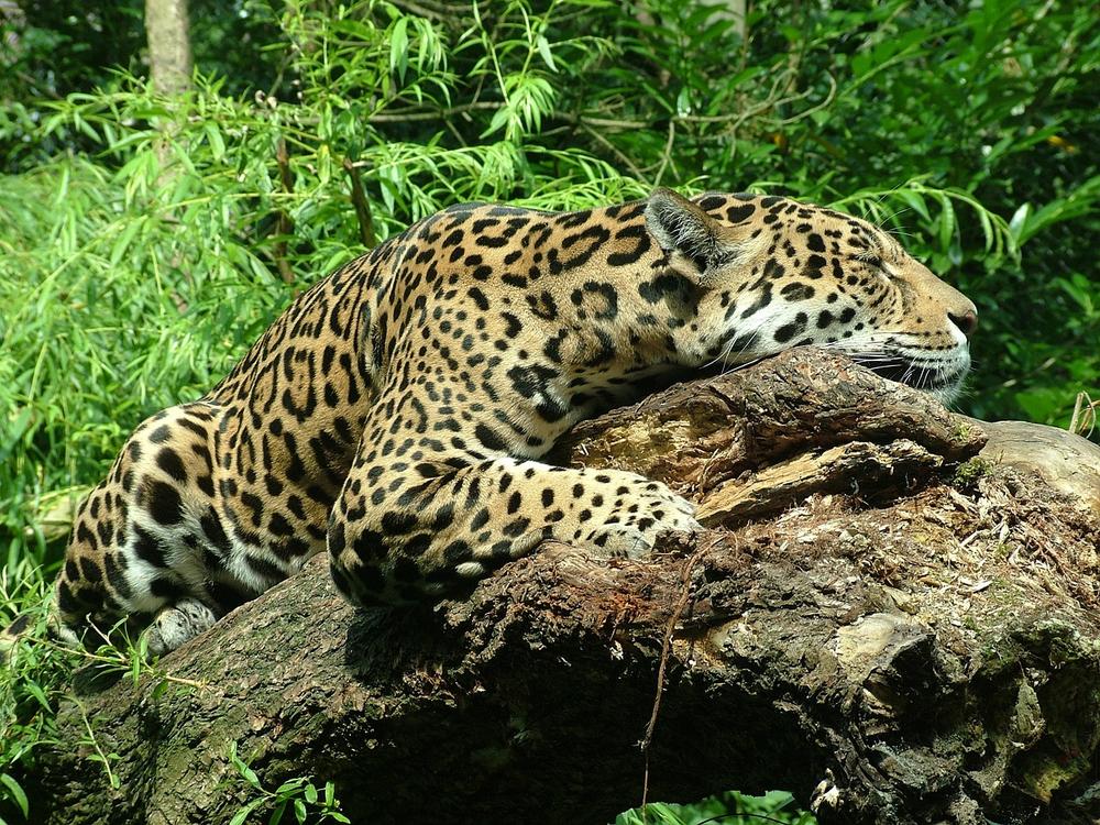 A Silent Roar in the Jungles of Your Subconscious: The Jaguar in Dreams
