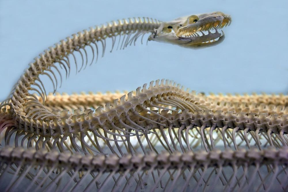 The Symbolic Significance of Snakes Swimming in Murky Water