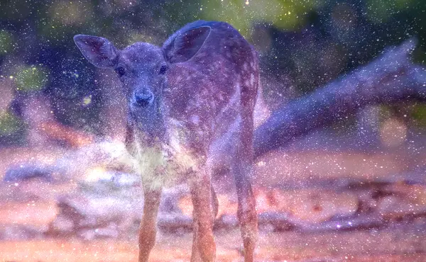 Dream About Baby Deer in House