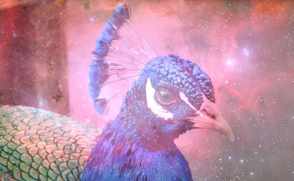 Dream About Blue Peacock