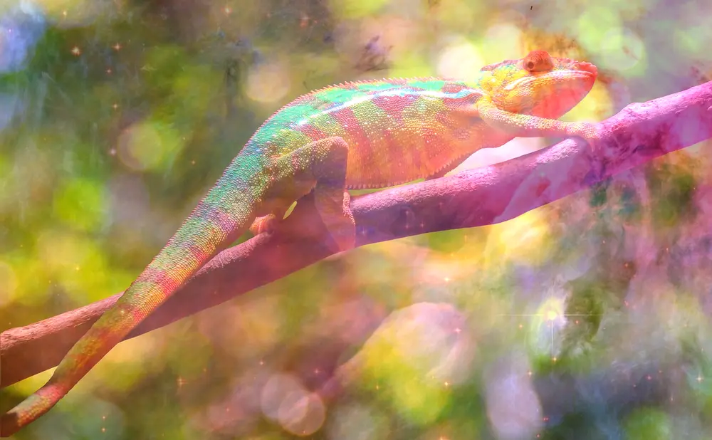 Dream About Chameleon