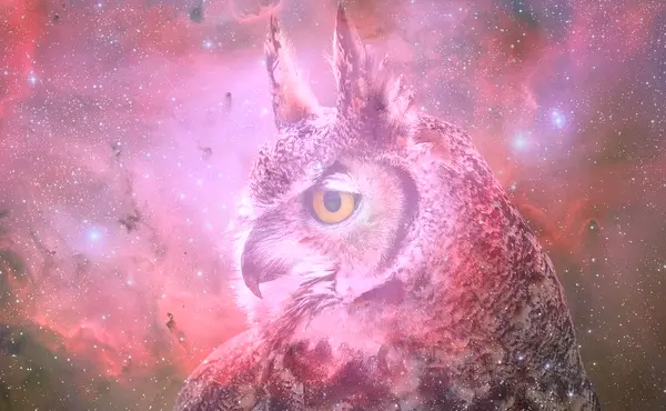 Dream About Giant Owl