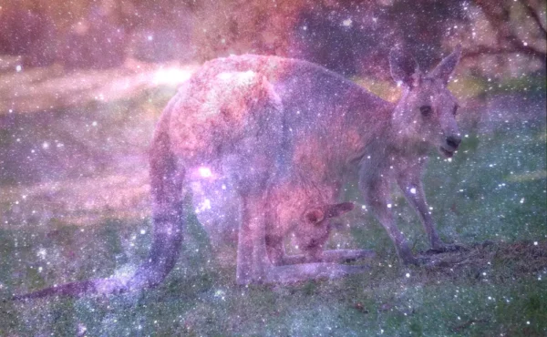 Dream About Kangaroo