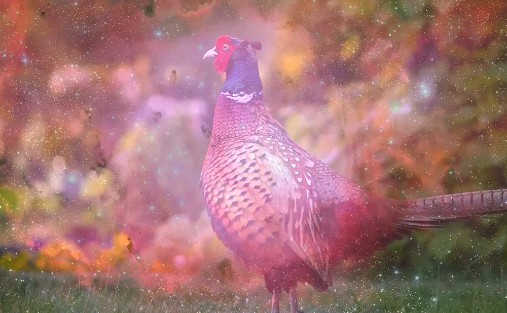 Dream About Pheasant