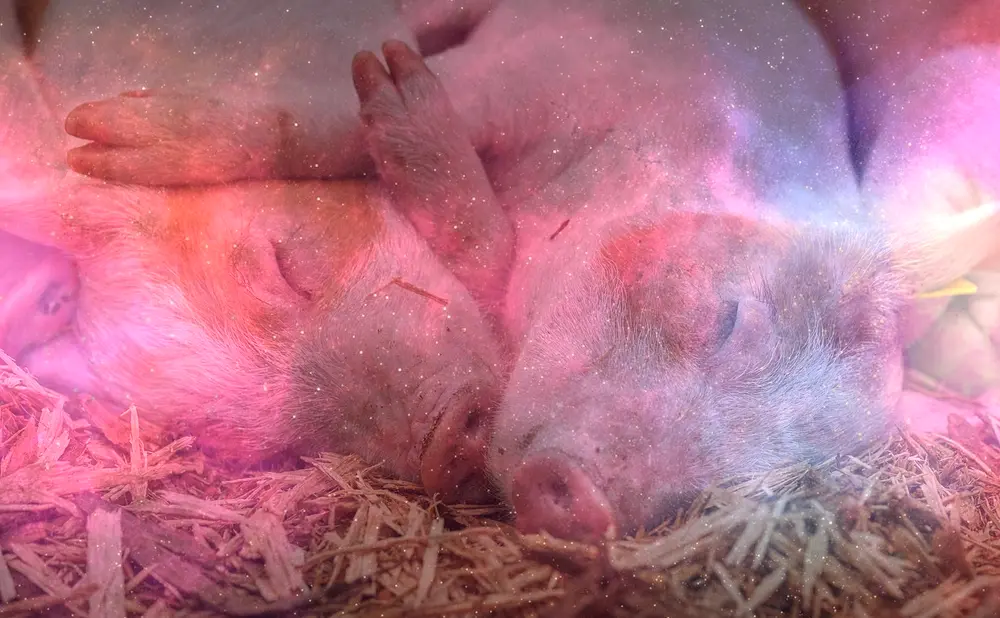 Dream About Piglets