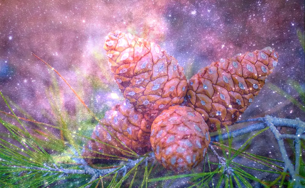 Dream About Pinecone