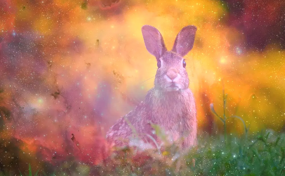 Dream About Rabbit or Hare