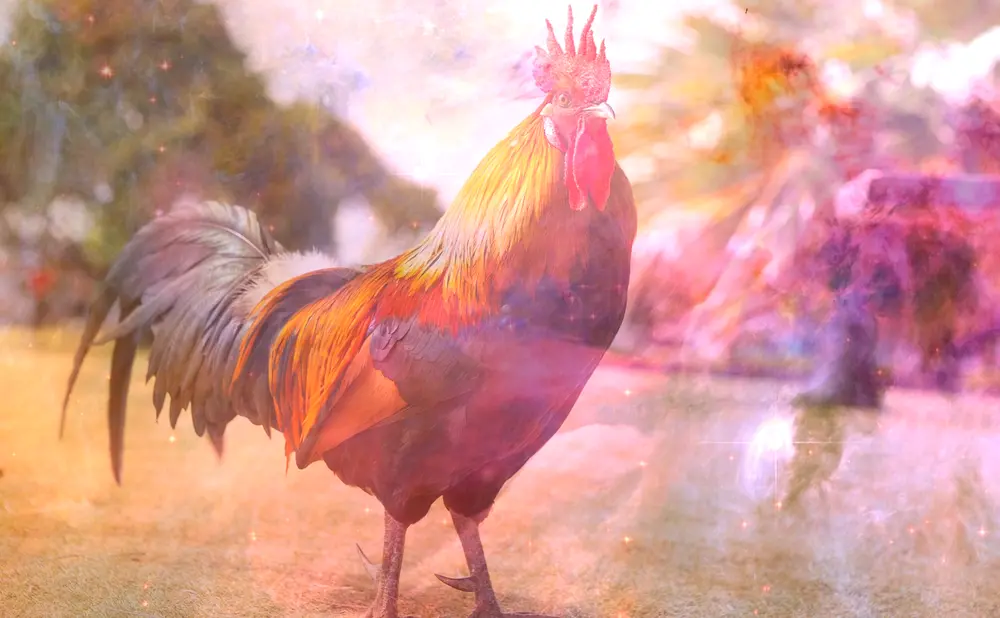 Dream About Rooster