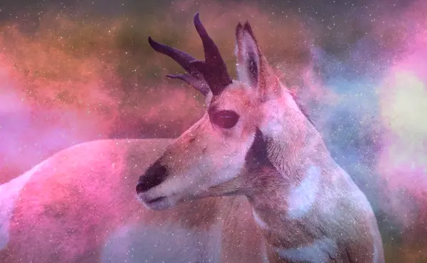 Dream About Seeing Antelope