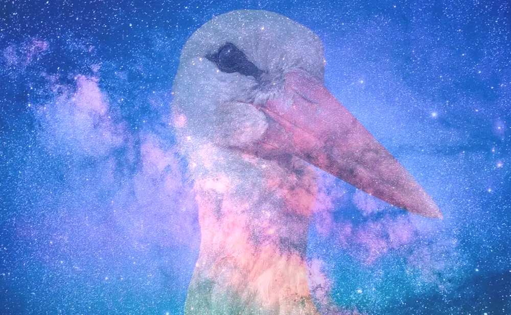 Dream About Stork