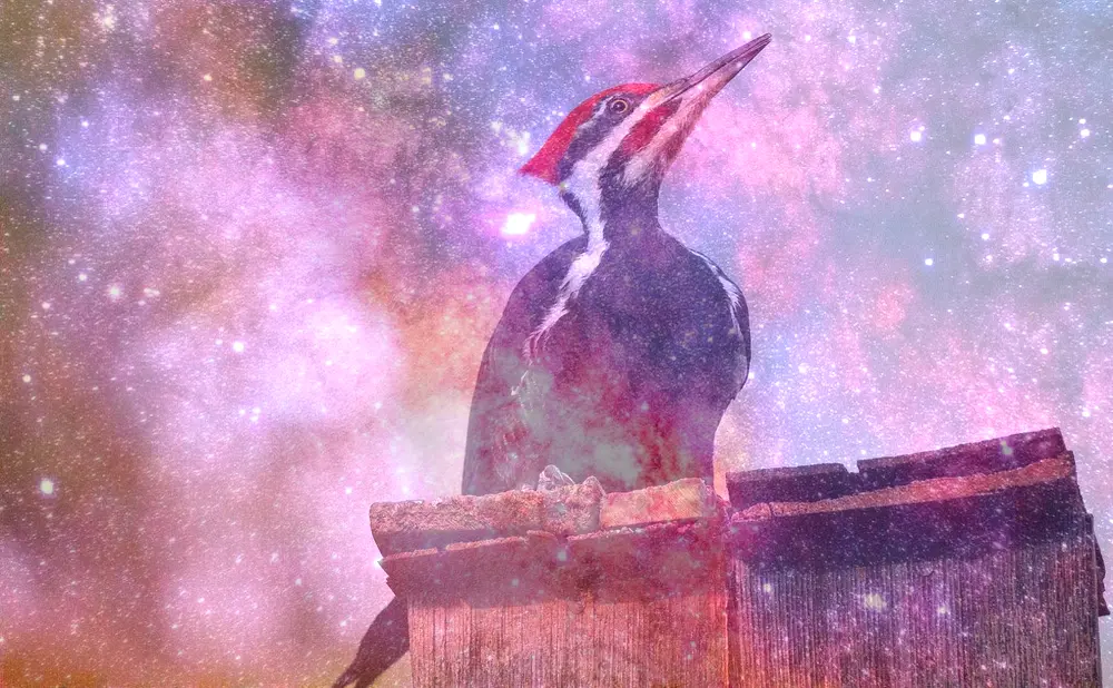 Dream About Woodpecker