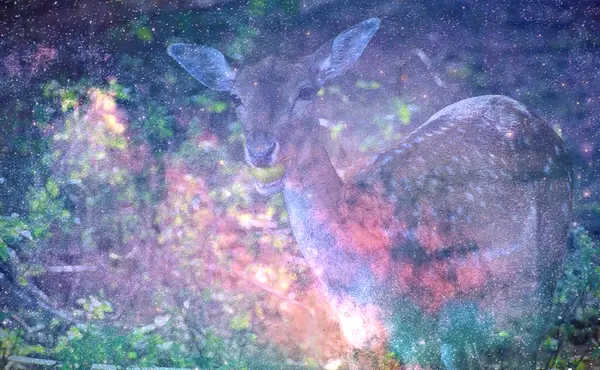 Dream About Wounded Deer