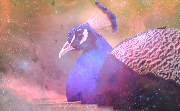 Dream About Dying Peacock