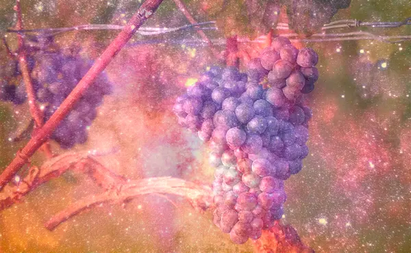 Dream About Growing Grapes