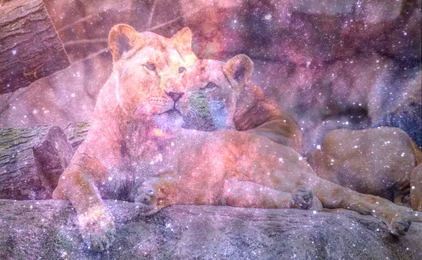 Dream About Lioness